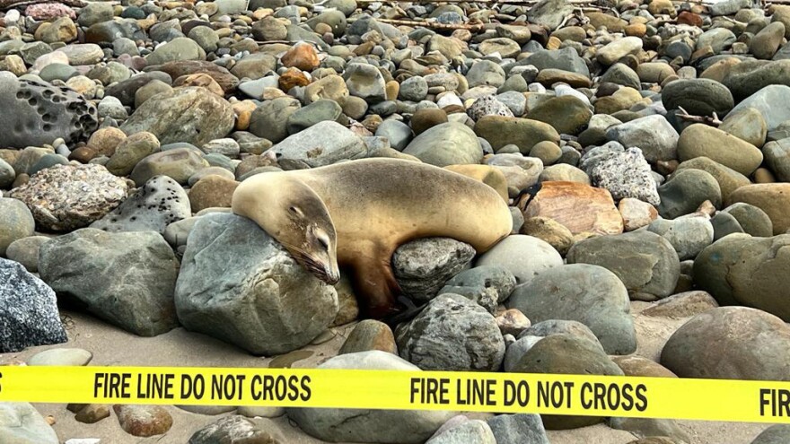 There is no antidote or specific remedy for poisoning from domoic acid, the toxin that the algal bloom in California is producing.