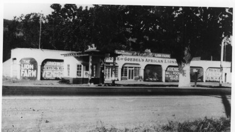 Goebel's lions are an interesting part of Thousand Oaks' history