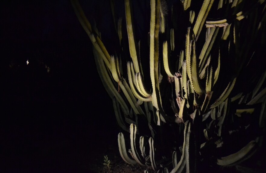 Desert Botanical Garden 