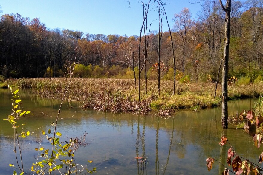 A wetland area at Leonard Springs Nature Park near Bloomington. Wetlands were the subject of legislation once again this year.
