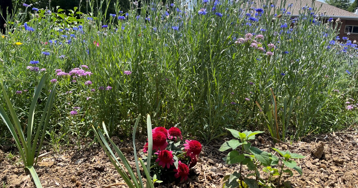 Agriculture expert advises gardeners to water early and use mulch during drought