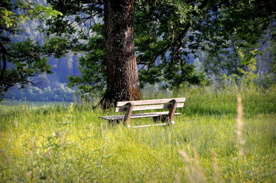 A wooden bench sits beneath a large tree in a grassy meadow dotted with yellow wildflowers, with wooded hills in the background.