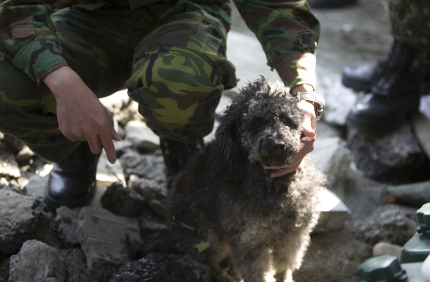 A soldier looks after a dog whose owner was reportedly killed in the earthquake that hit Taiwan early Saturday.