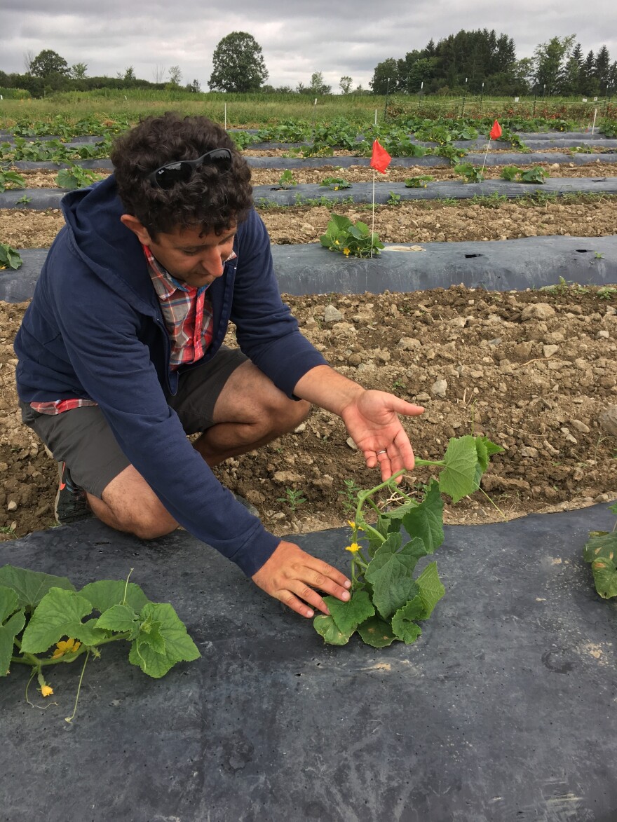 Vegetable breeder Michael Mazourek is working to develop cucumbers that have both the best pickling traits and are most resistant to downy mildew.