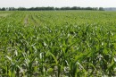 This June 13, 2007, photo shows corn being grown to produce ethanol, in a field in London, Ohio. In the world of greenhouse gas emissions, carbon dioxide gets most of the blame. But tiny organisms that flourish in the world's farm fields emit a far more potent gas, nitrous oxide, and scientists have long sought a way to address it.