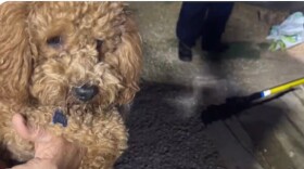 Dog rescued from under shipping container.