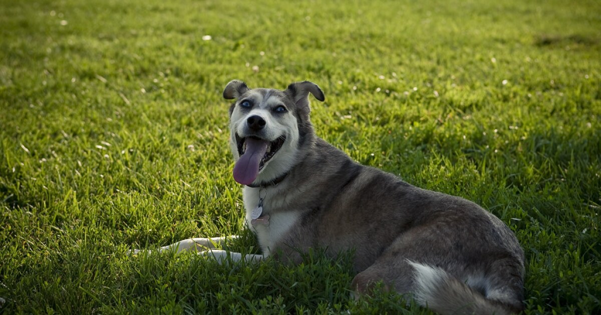 Dog Days of Summer