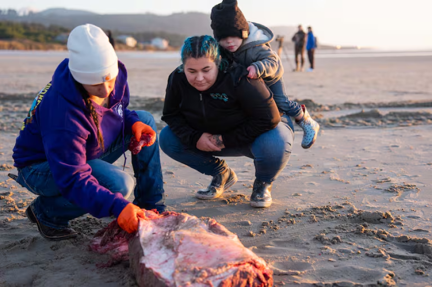 From left, Kaylee Myers, Justyne Oleman and Nova Ware of the Siletz Tribe search for bones in the flesh of a beached whale on Tuesday, Nov. 18, 2025, near Yachats, Ore. Members of the Confederated Tribes of Siletz Indians helped disassemble the whale and collected samples for cultural use.