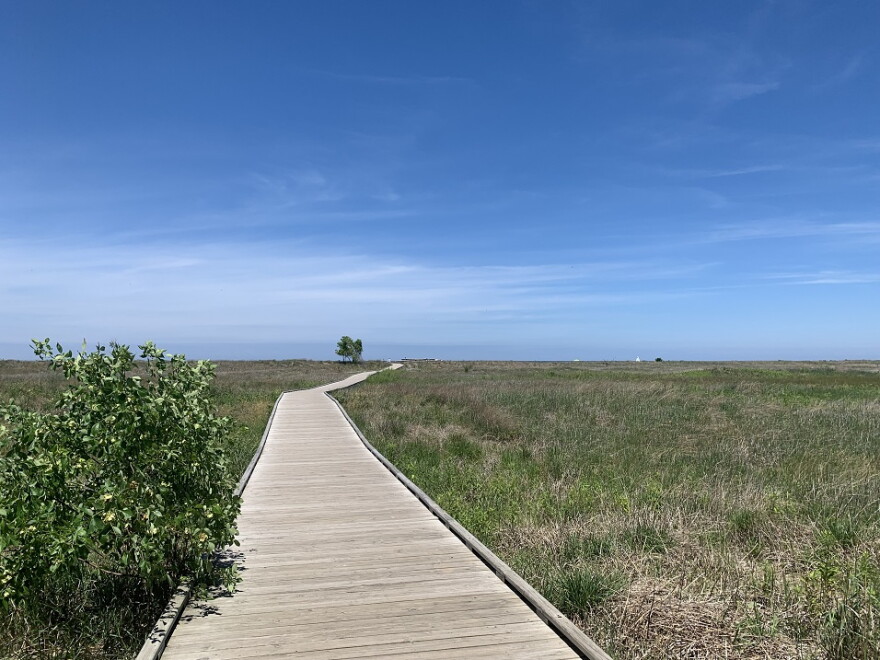 Boardwalk through open nature.