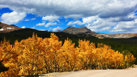 The aspen leaves are bright yellow in the Colorado high country near Ward, Colorado, Friday, Sept. 23, 2016. (AP Photo/Jack Dempsey)