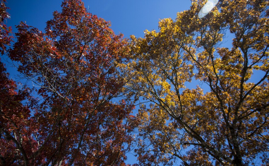 Fall foliage colors in South Austin on Nov. 26, 2018.