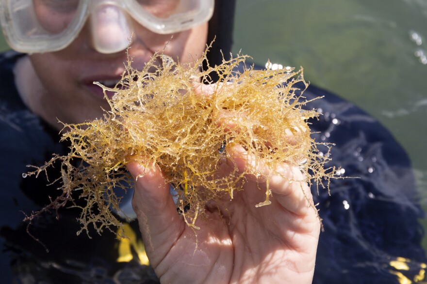 A man wearing scuba gear holds out a mustard yellow handful of drift algae. 