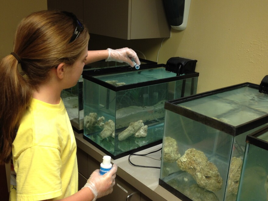 Lauren Arrington's science project lowered the salinity in tanks and showed that lionfish can live in nearly fresh water.