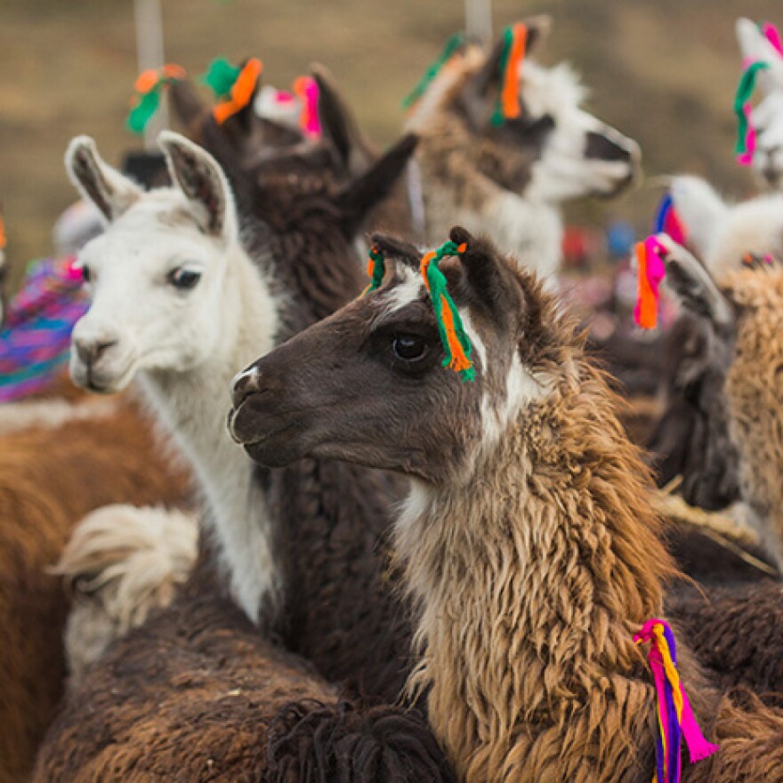 A woven tassel signifies that an alpaca has received its blessing.