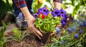 Closeup of woman's hands planting violet flower into the ground in her home garden helping with a trowel. 