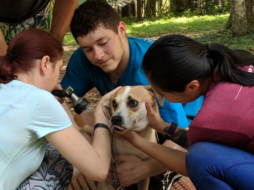 Shelter volunteers giving a somewhat apprehensive pup a refreshing bath.