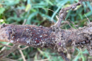Red crown rot is caused by a soil-borne fungus that can persist in the fields for years.