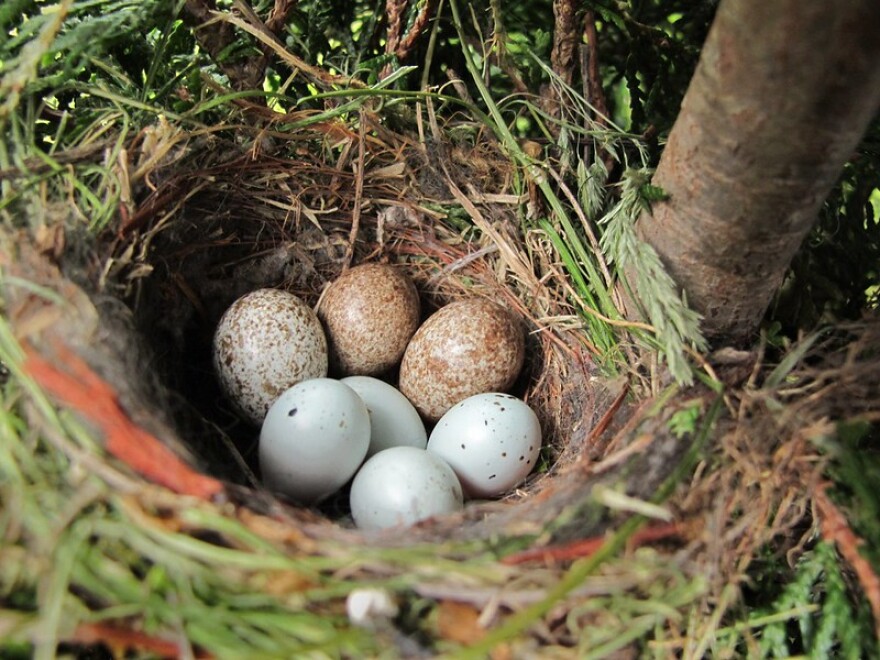 House finch blue eggs nest with three brown-headed cowbird eggs.