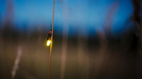 firefly on grass
