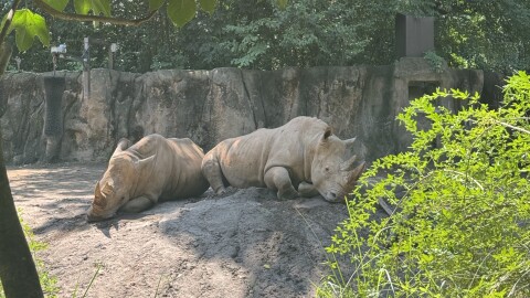 Two white rhinoceroses lounge on a makeshift dirt mound at Riverbanks Zoo and Gard