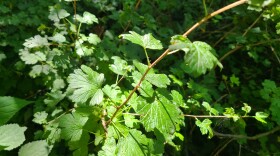 green leafy foiliage