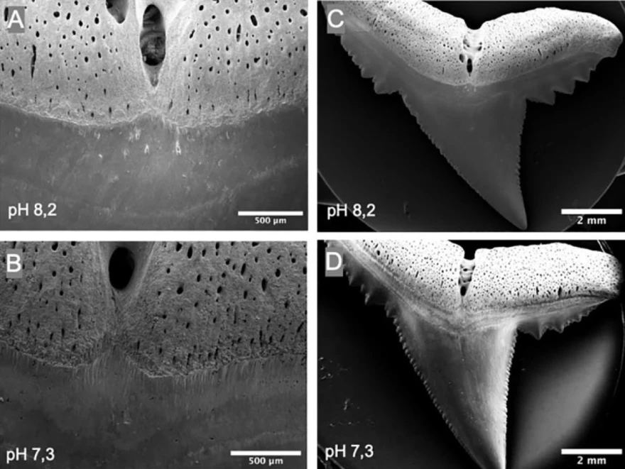 In this undated handout image provided by Heinrich Heine University Duesseldorf in January 2026, shows teeth from a blacktip reef shark, seen in Germany.