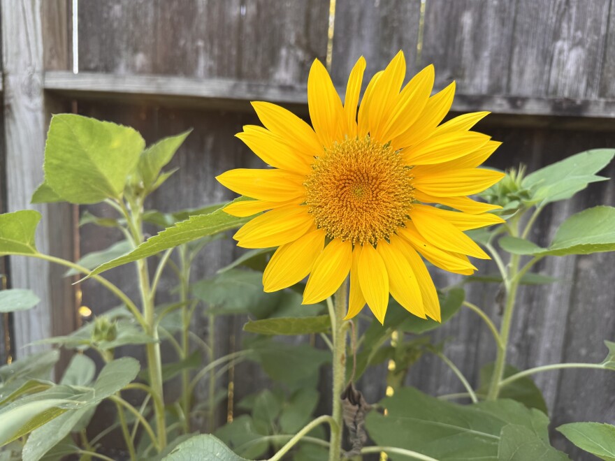 wild sunflower growing in a back yard garden