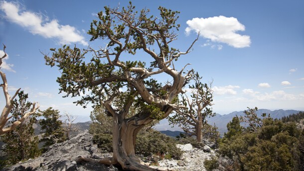 A bristlecone pine sits on Griffith Peak.