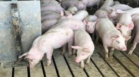 Pigs at Hill Farms in Hancock County look for feed.