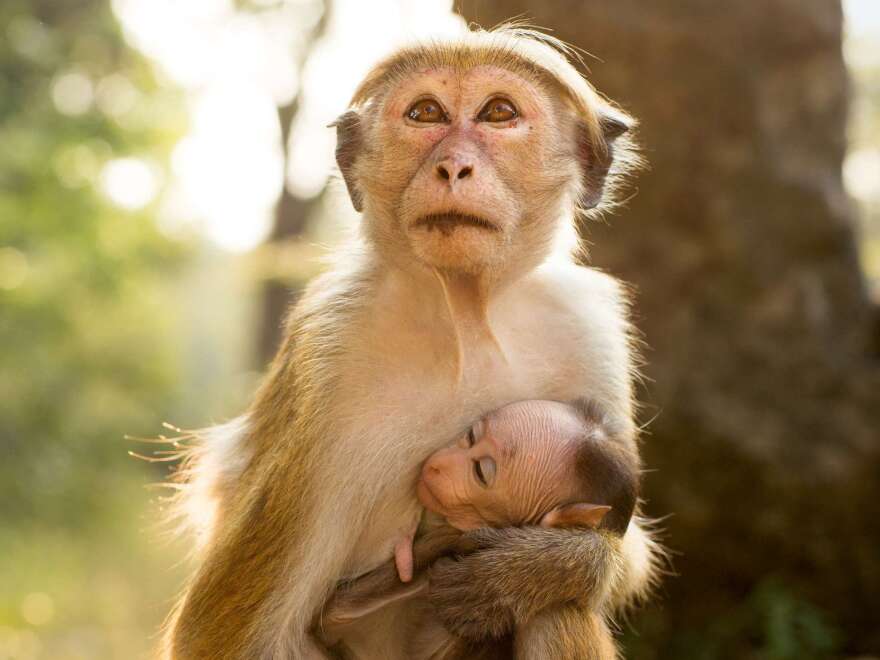 Maya, shown with her newborn, Kip, had to strive to rise above her lowly station in the monkeys' social hierarchy.
