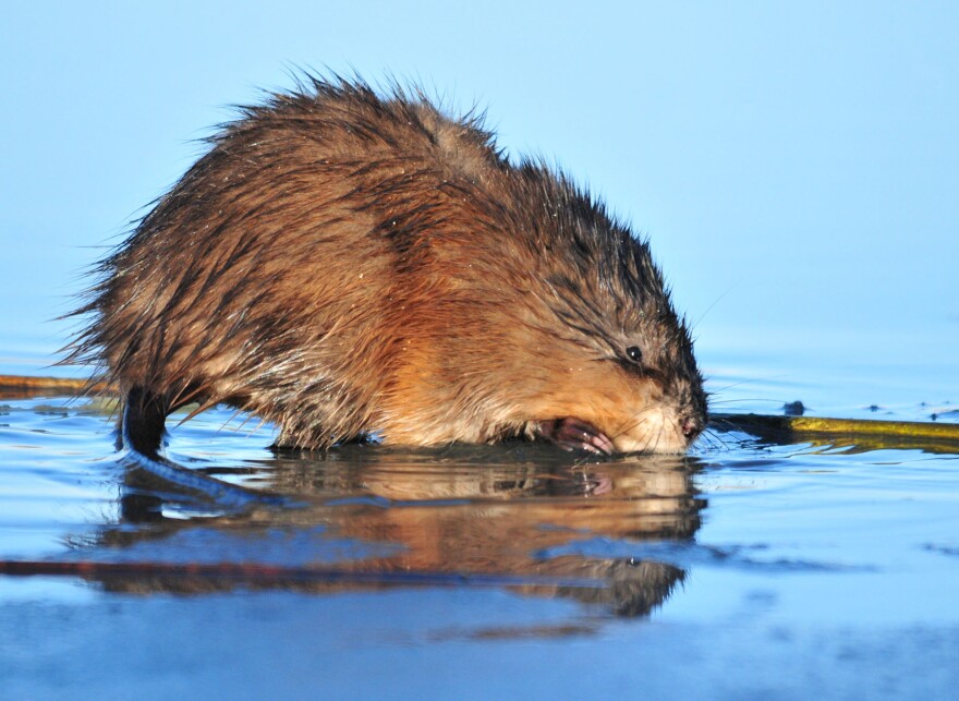 muskrat