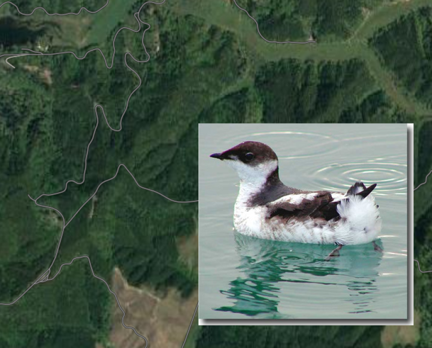 Google Maps satellite view of Benson Ridge area, with marbled murrelet (inset.)