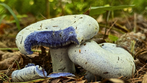 A two white mushrooms grow from a coniferous forest floor. A chunk has been torn off of one mushroom, and the injured section is blue.