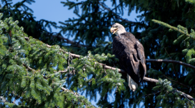 A bald eagle at Alaska's Eagle Beach. (Chris Bentley/Here & Now)