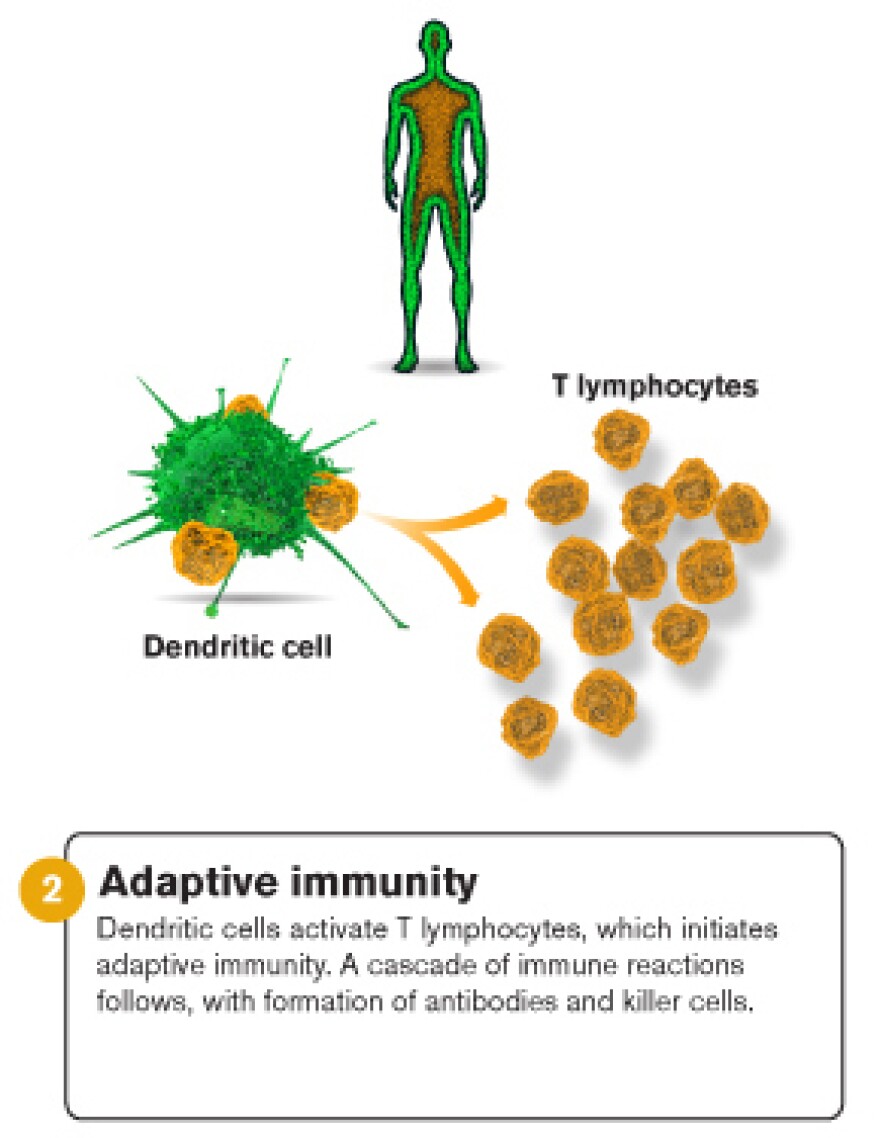 <p>An illustration of adaptive immunity.</p>