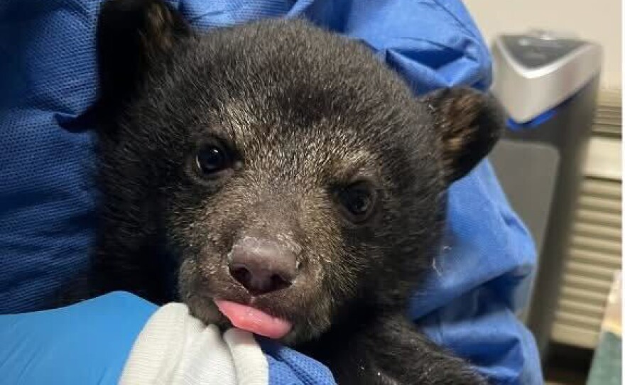 A bear cub before it was released from the Wildlife Center of Virginia in 2024. The Center tags the cubs and tracks them as they grow up.