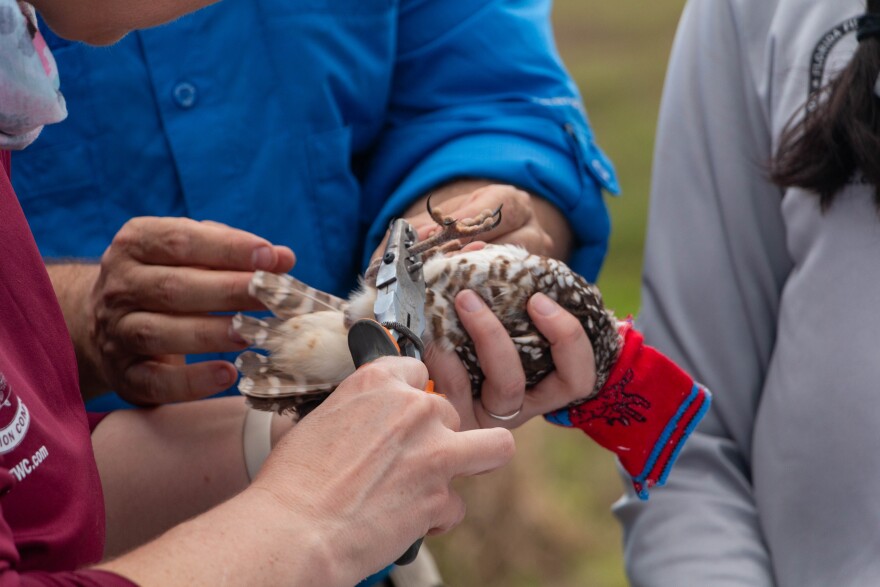 Both birds were banded, so they could be identified and tracked, before their release.