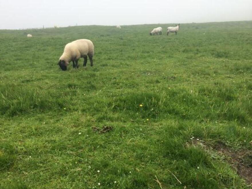 The bucolic Shetland Islands are home to barely more than 20,000 people and 400,000 sheep. That's right, sheep outnumber people in Shetland 20 to 1.
