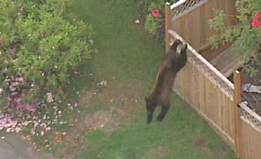 A black bear was shot and killed Monday morning by Lynnwood police after it ran through yards in a residential neighborhood.
