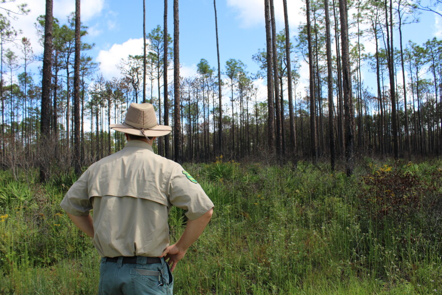Florida Forest Service supervisor Logan Deuel saw an "apocalyptic wall of fire" when he pulled his pickup into a burning portion of the Goethe State Forest in April. Today, it's unrecognizable. (Rose Schnabel/WUFT News)