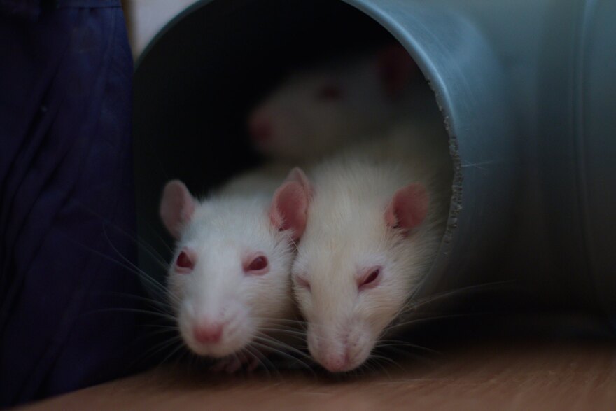 Rats change their social behavior depending on the weather. (Wikimedia Commons)