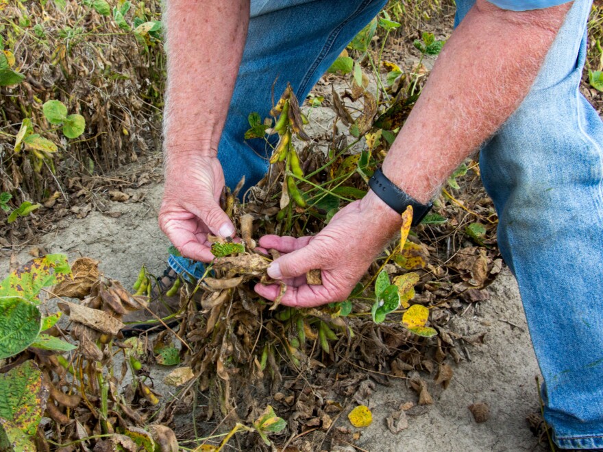 These soybeans were damaged in 2017 by dicamba, a popular weedkiller that's prone to drifting into neighboring fields. Some farmers in the state are defying efforts by regulators to strictly limit use of the chemical.