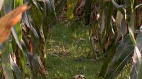 Green rye grows between rows of corn. This cover crop helps to keep the soil in place and reduce the need for fertilizer.