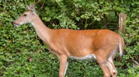 There are about 1 million deer in the commonwealth, according to the state Fish and Wildlife Resources Department.
