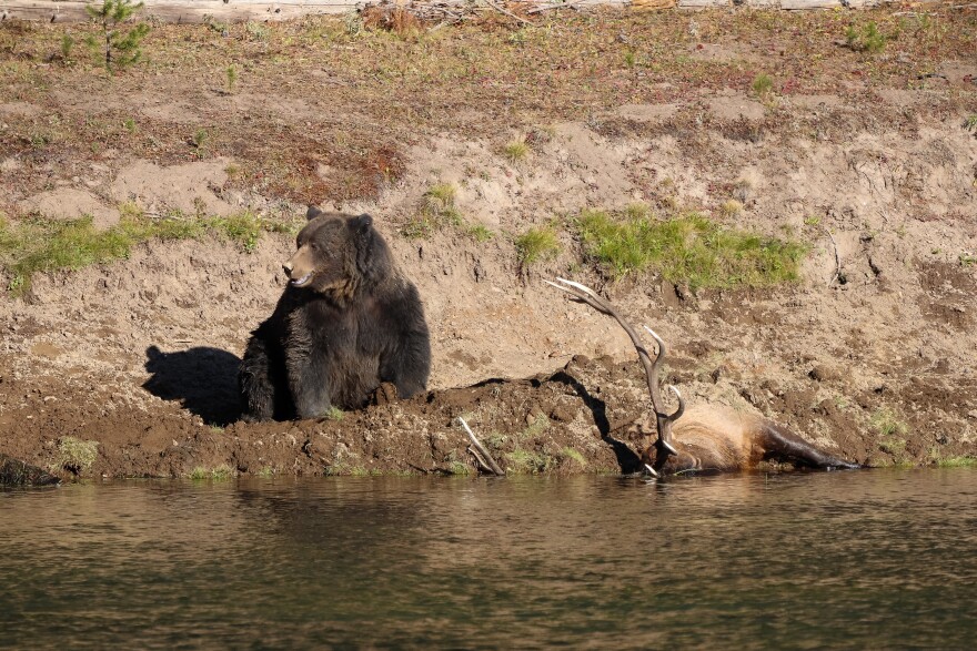 Grizzly bear sitting on a cached elk carcass