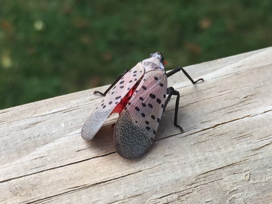An adult spotted lanternfly (Lycorma delicatula) on a wooden rail. Early October. Southeastern Pennsylvania, United States.