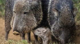 A baby peccary with two adults at Mesker Park Zoo