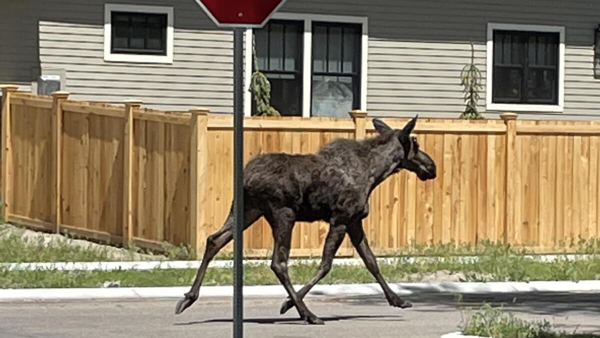 Moose on the loose in Boise's North End neighborhood - Vimarsana News