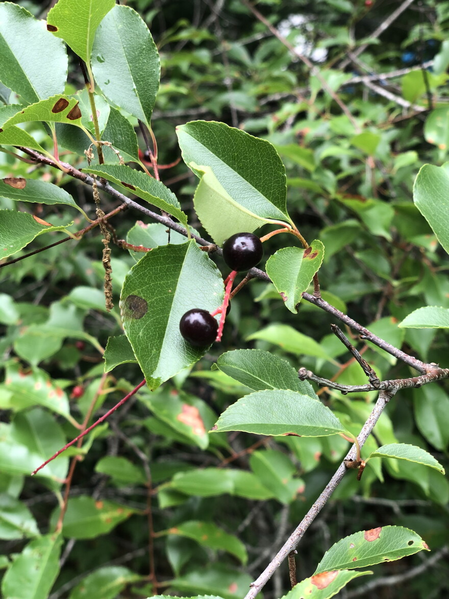 Finding a way to enjoy wild black cherries (Prunus serotina)
