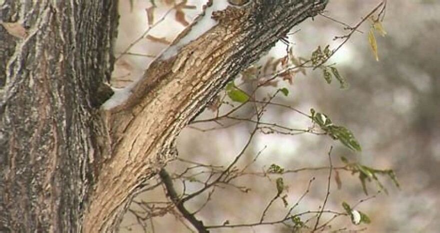 Zombie trees appear to be alive but die from the inside out.